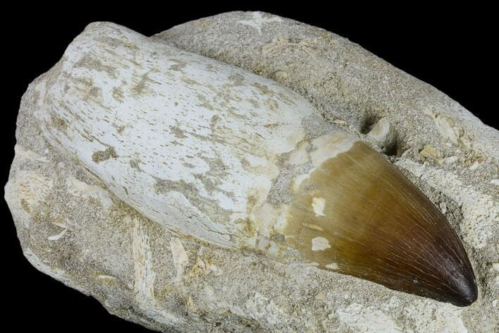 Huge, Rooted Mosasaur (Prognathodon) Tooth #115779